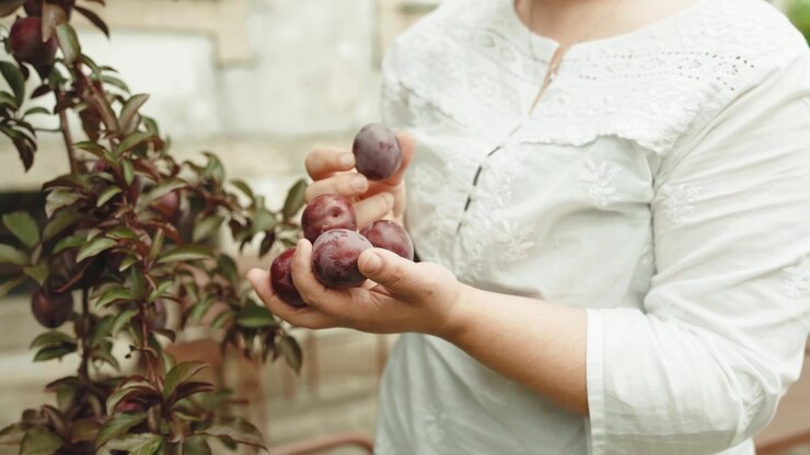 Mani di una donna con una camicetta bianca ricamata che tengono prugne rosse mature appena colte da un albero in giardino in Portogallo, foglie autunnali sul ramo