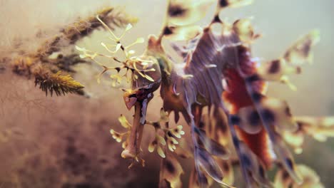 leafy sea dragon with eggs macro close ups 4k slow motion