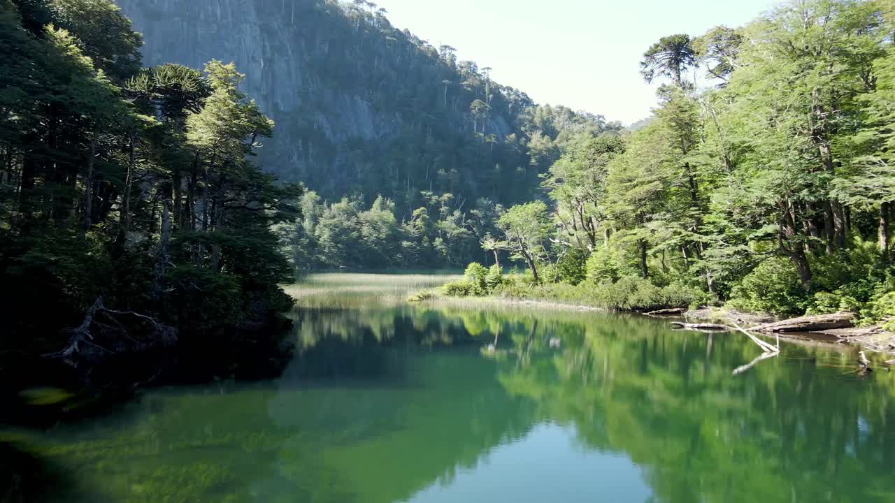 ทะเลสาบ Chico ที่สะท้อนภาพป่า Araucaria ในอุทยานแห่งชาติ Huerquehue - ถ่ายด้วยโดรน