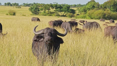 cámara lenta de la manada de búfalos africanos, animales africanos peligrosos en un safari de vida silvestre en masai mara en kenia en la reserva nacional de masai mara, la naturaleza filmada en las llanuras de sabana y el paisaje de hierba alta y larga