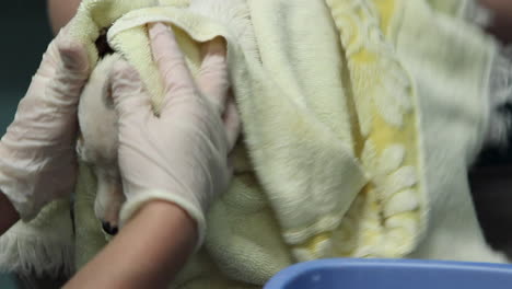 Close-up-of-a-wet-puppy-getting-dried-off-with-a-towel