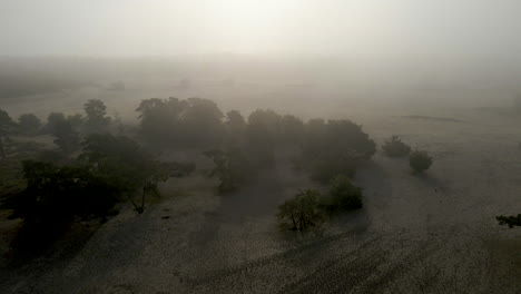 aerial of trees standing in mist covered sand dunes
