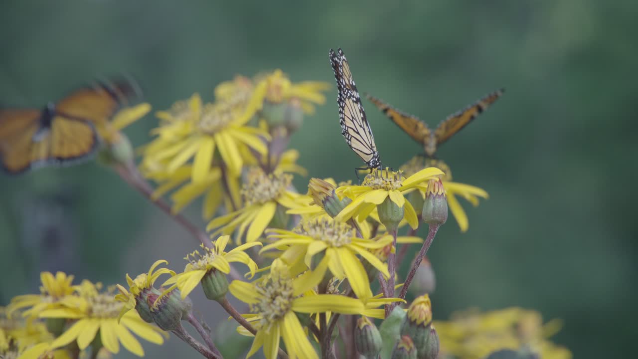 노란 꽃 위에 앉아 있는 나비