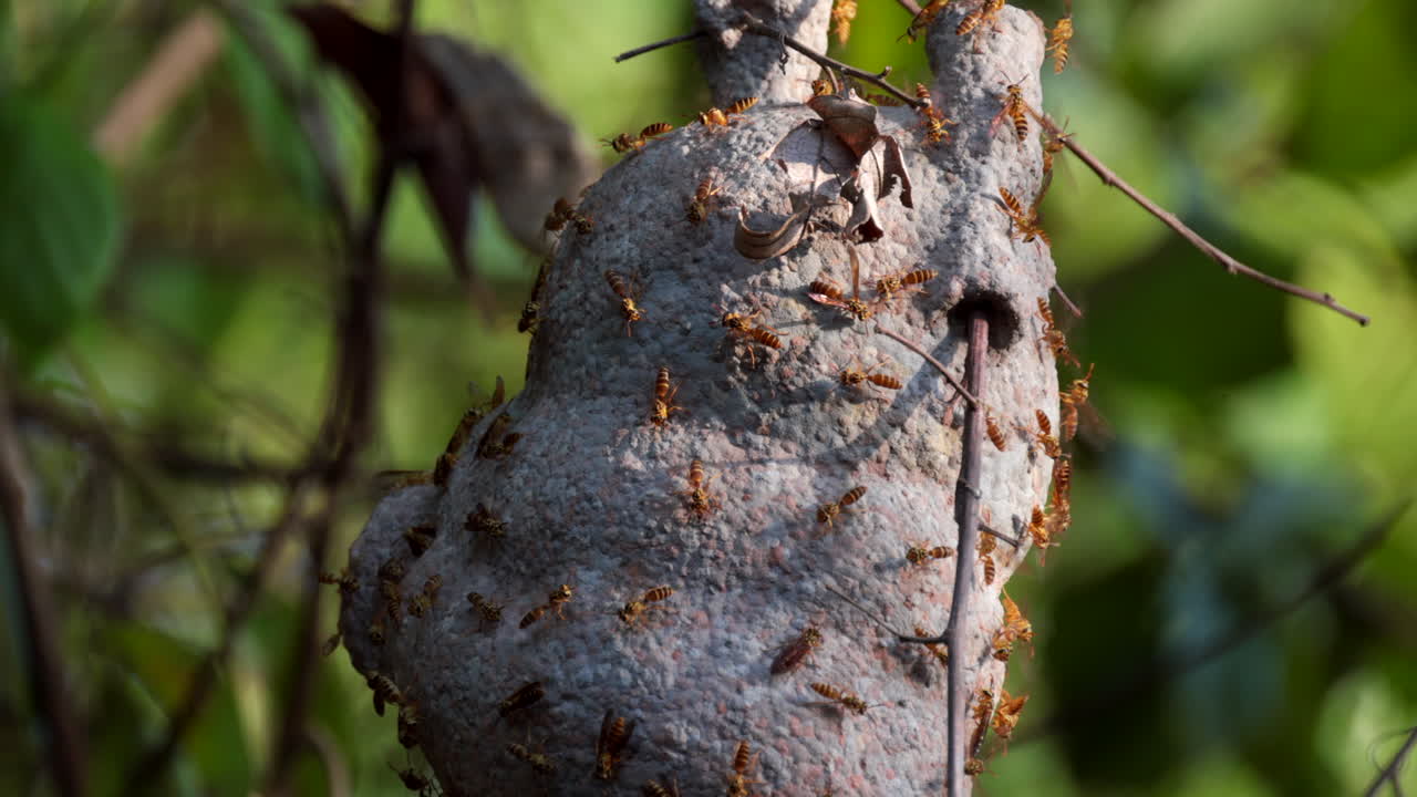 SlowMo Wasps cooling hive in tropical heat be spreading across the hive beating their wings on a very hot day 120p