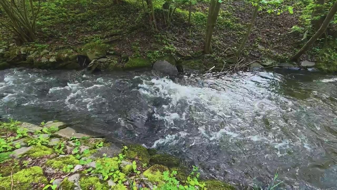 Turbulent vand fra en bjergstrøm, der strømmer hurtigt gennem en grøn skov om foråret.