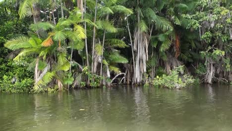 palmera acai, vegetación acuática ribereña, en un río tropical en la naturaleza brasileña