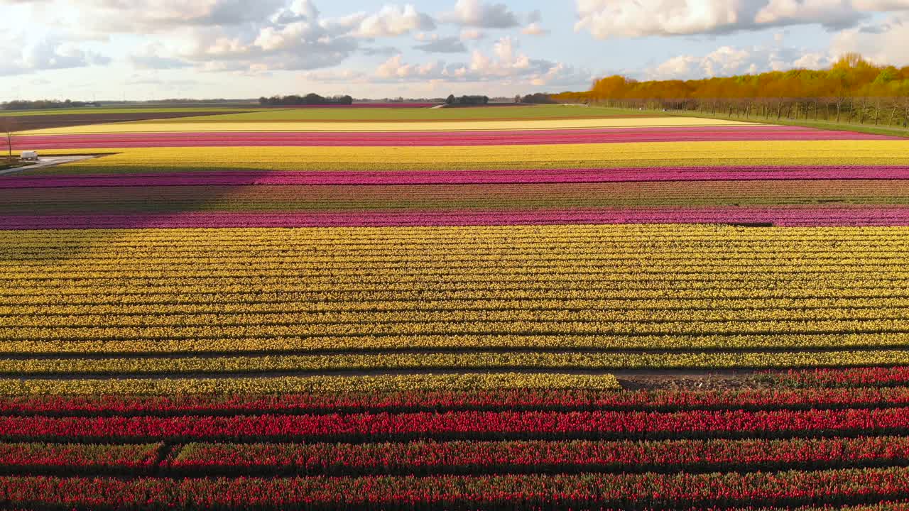 Aerial: beautiful rows of tulip fields in Netherlands countryside, 4k landscape