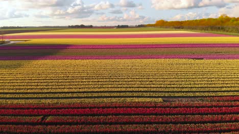 aerial: beautiful rows of tulip fields in netherlands countryside, 4k landscape