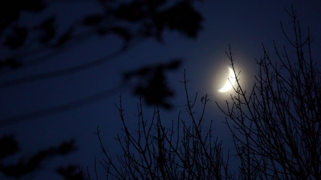 Crescent moon and winter trees