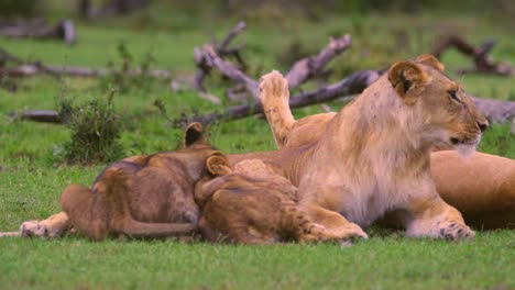 lion cubs feeding from mother 01