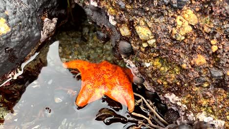 Estrellas-De-Mar-De-Color-Naranja-Brillante-Con-Manchas-Rojas-Que-Se-Arrastran-Y-Encuentran-Refugio-Bajo-Las-Rocas-En-Una-Piscina-De-Marea-Oceánica-Activa