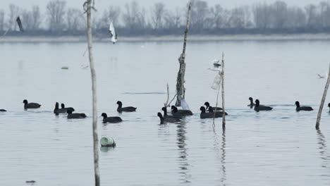 A-group-of-Lesser-White-fronted-Goose-swim-fish-lake-kerkini-Greece