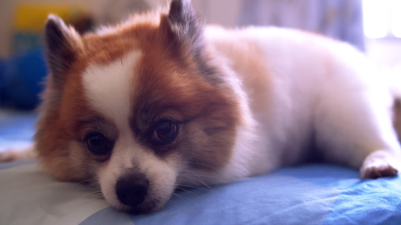 편안한 소파에 누워 거실에서 카메라를 바라보는 치와와 강아지