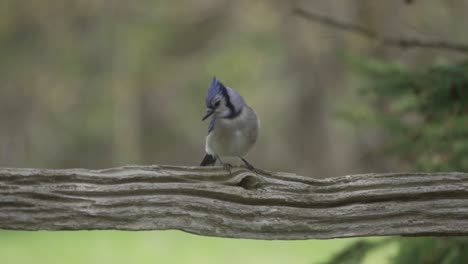 Wunderschöner-Kanadischer-Blauhäher,-Vogel,-Der-Im-Frühjahr-Auf-Dem-Zaun-Des-Bauernhofs-Thront
