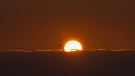 cinematic shot of fiery red sun glowing on the sky with a eagle bird silhouette flying across the sky at sunset golden hours