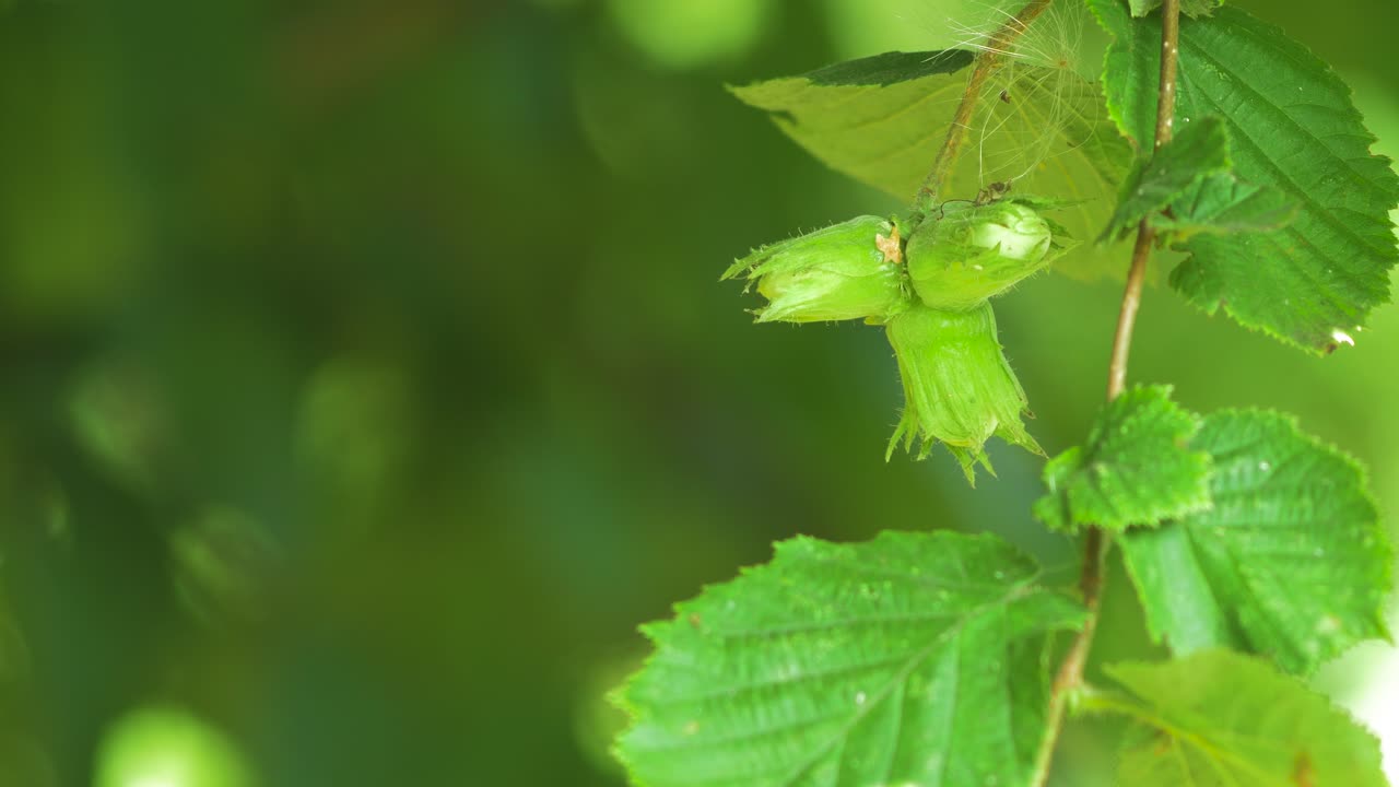 avellanas verdes sin madurar en la rama en un día soleado de verano, primer plano