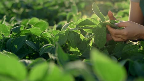 Close-Upof-The-Green-Leaves-Of-The-Harvest-In-The-Field-While-Female-Hands-Examining-Them-And-Then-Camera-Moving-To-The-Happy-Face-Of-The-Beautiful-Woman-Farmer