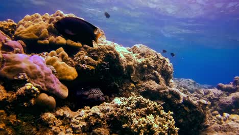 low angle underwater footage of healthy tropical reef in bali with many fish species including harlequin sweetlips