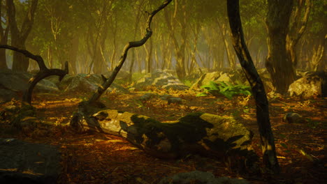 camino del bosque de niebla