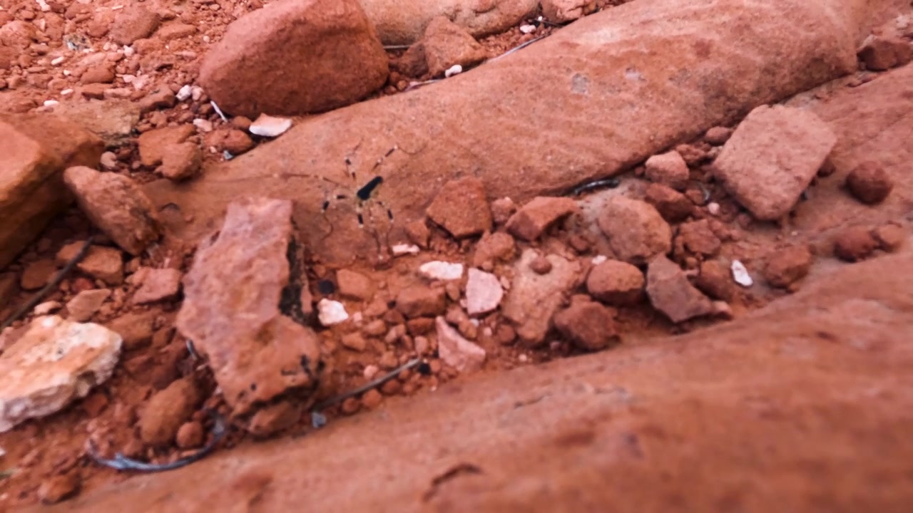 Ragno che striscia tra le Rocce Rosse del Nevada