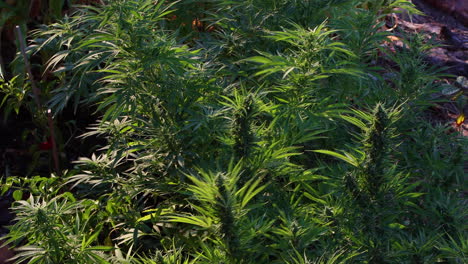 marijuana agriculture in outdoor farms