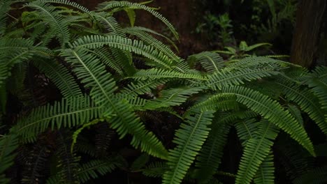 fern leafs in the forest, green palette, jungle nature concept, cloudy day, rain forest