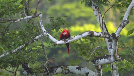 a scarlet macaw perches in stunning morning light , gazing over peru’s lush rainforest as it takes off. parrots flying