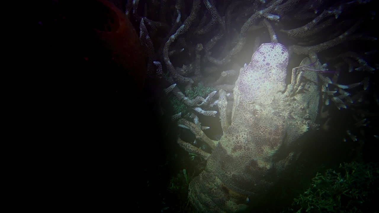 Slipper lobster moves away from dive lights at night on a coral reef in Indonesia.