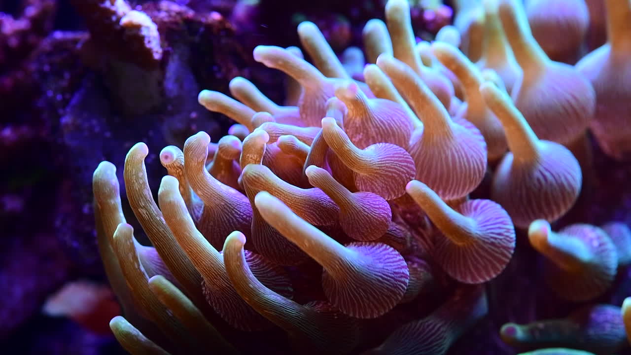 Il mio giardino acquatico