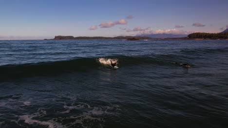 surfers on surfboards swim and ride waves in the pacific ocean in tofino, bc, canada