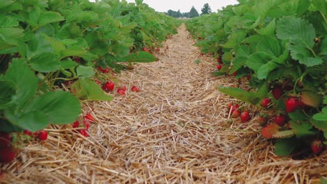 strawberry field straw mat