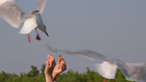 alimentación de las gaviotas