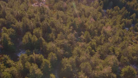 Slow moving Top-Down Shot of the Forest