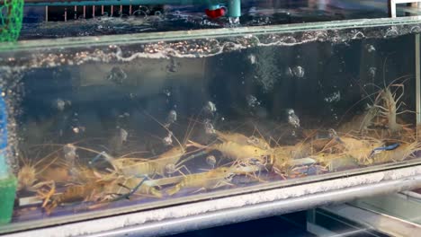 prawns swimming in a clear water tank