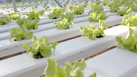 growing lettuce in hydroponic farm, young plants thriving in greenhouse, copy space