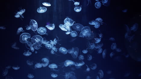 common jellyfish in slow motion