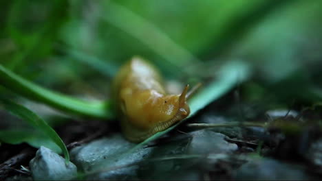 a banana slug travels across the forest floor