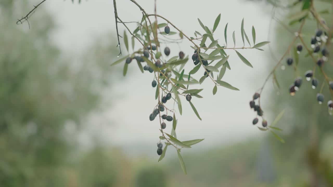 Primo piano di rami di ulivo con olive mature scure in un tranquillo paesaggio rurale portoghese
