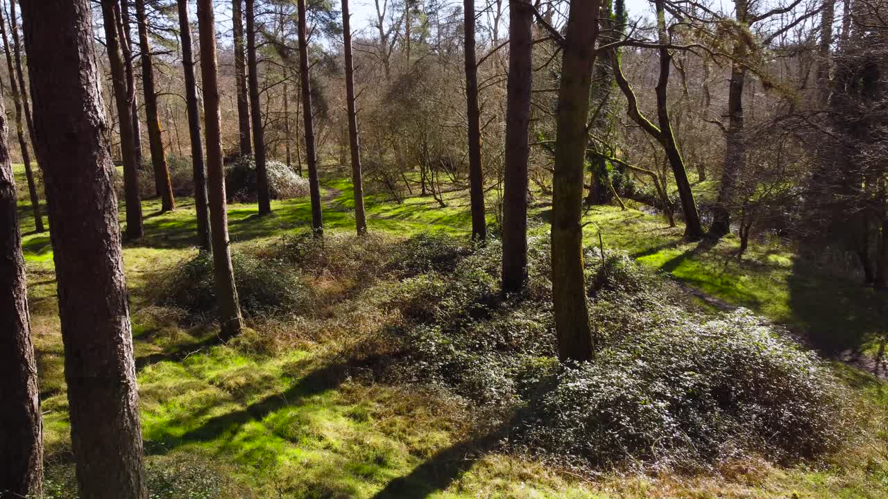 화창한 아침에 울창하고 푸른 숲의 키 큰 나무들 사이에 떠 있습니다.