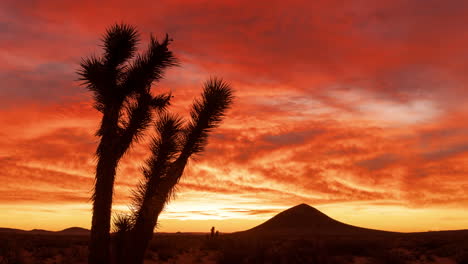 árbol de joshua en rojo fuego, púrpura, naranja, amanecer dorado, lapso de tiempo