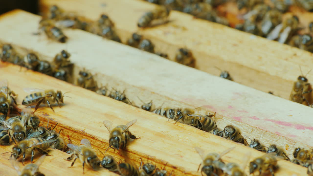 abejas trabajadoras trabajan dentro de la colmena 4k video de 10 bits