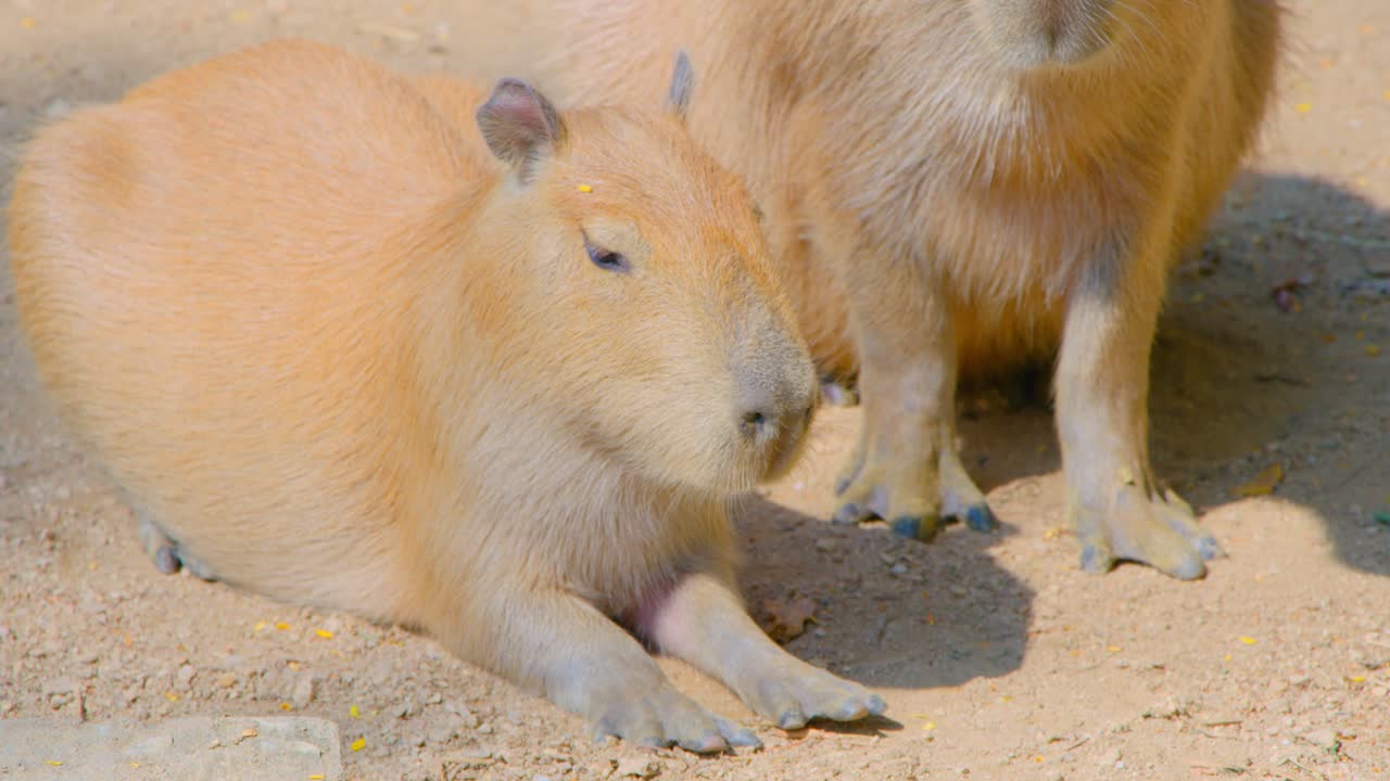 capíbaras en reposo