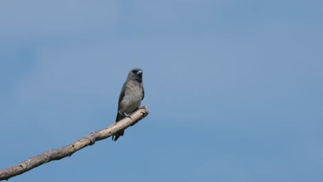 Mirando-Su-Entorno-Desde-Su-Posición-Elevada,-La-Golondrina-Cenicienta-Artamus-Fuscus-Mueve-Su-Cabeza-De-Un-Lado-A-Otro,-Con-El-Cielo-Azul-Como-Fondo