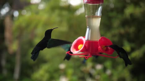 humming-bird flying and eating drinking nectar in slowmotion.