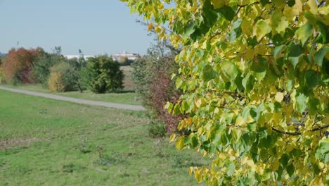 Medium-close-up-of-yellow-leaves-on-a-tree-moving-in-the-wind-on-a-sunny-autumn-day