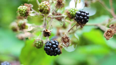 close-up of blackberries ripening on the vine