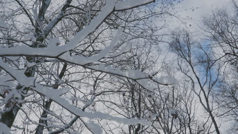 tree branches covered by winter snow in a park