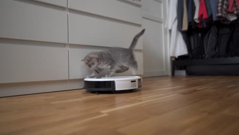 tecnologías inteligentes para la limpieza de mascotas amigable. la aspiradora robot blanca redonda limpia el suelo mientras el gatito gris escocés recto juega despreocupado en casa. el gato pequeño y la aspiradora robótica en la habitación