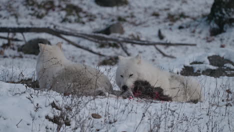 Hungriger-Weißer-Wolf,-Der-Sich-Von-Einem-Kadaver-Im-Schnee-Ernährt---Zeitlupe-Aus-Nächster-Nähe