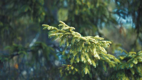 the soft green needles of young pine trees are beautifully backlit by the morning sun, creating a serene and enchanting scene